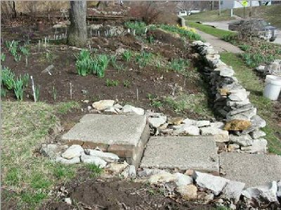 There will be hostas in this garden before long - there are already eyes showing.