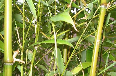 Bamboo culmsx1100.jpg