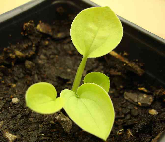 Blue Cups Seedling.jpg