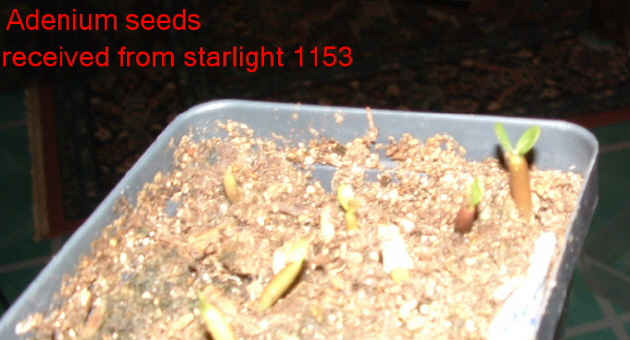 Adenium seedlings, just a couple weeks old.