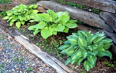 Streetside Hostas -  -Gold Standard-SaS-Striptease rdcd.JPG