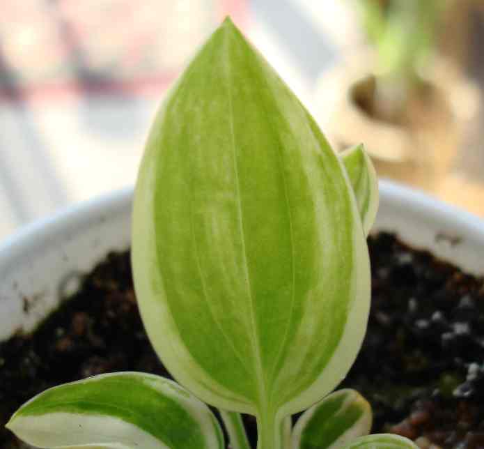 Sea Prize Seedling.jpg