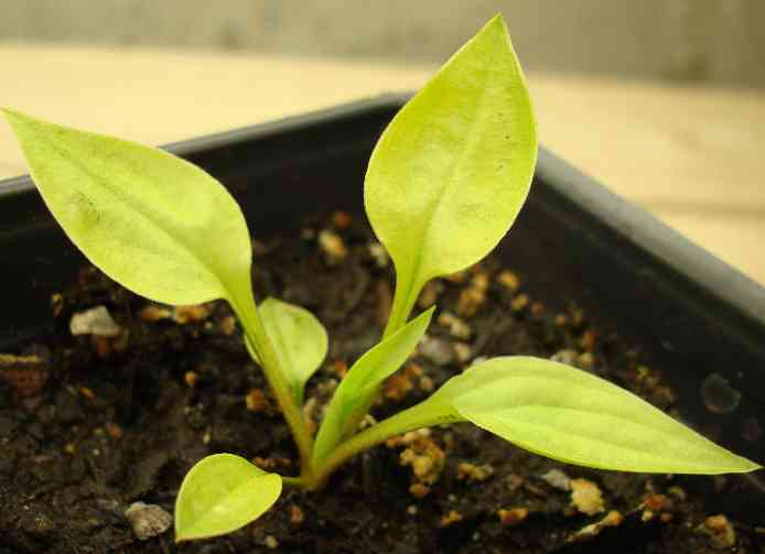 Hazel Seedling 2.jpg