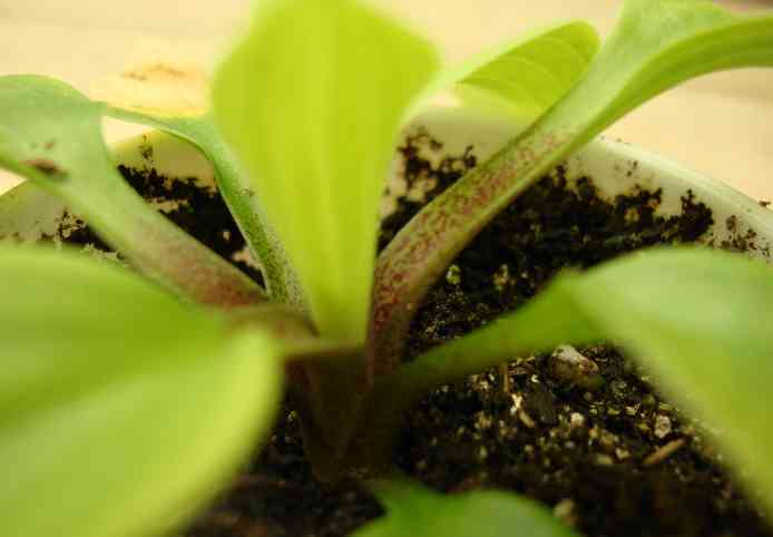 Tiffanys Godzilla seedling.jpg