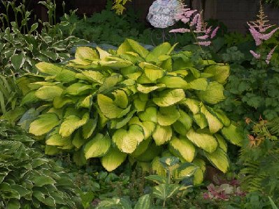 hosta_gold_standard_02[1].jpg