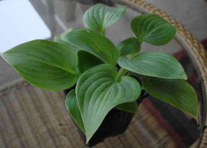 US Grant seedling.jpg