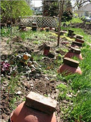 this is Garden E3 which has a border of Stiletto that was partially unfurled - the patio bowl pots were just the right size to cover the larger clumps