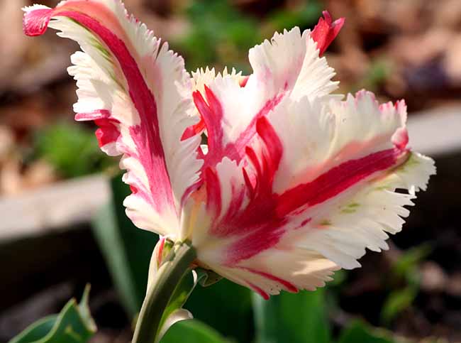 07 Rd &White Parrott Tulip.jpg