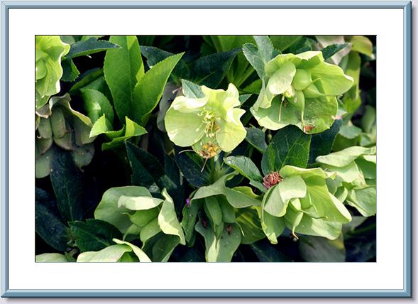 Green &White Helleores.jpg