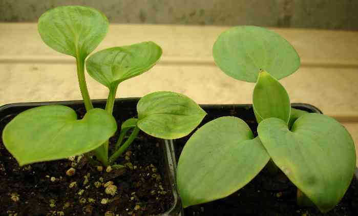 DB seedlings.jpg