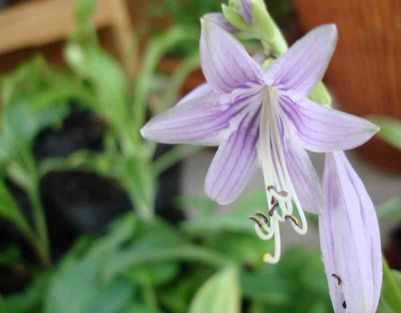 Akane seedling flower.jpg