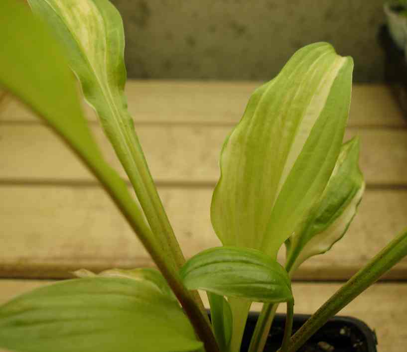 Lime green and shiney with red extending a 1/4 of the way up the back leaf ridge with some nice streaking.