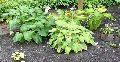 01 Fragrant hosta grouping rdcd.JPG