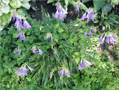 Here's my one of my largest Stiletto 'specimens' in bloom last August. This one measured 8&amp;quot; H x 22&amp;quot; W. It didn't seem to mind being partially engulfed by a branching white violet - looked pretty when the violet was blooming.