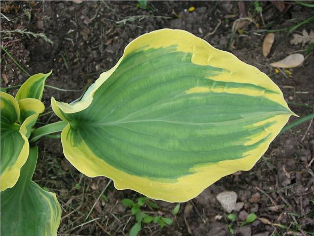 leaf detail