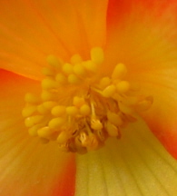 begonia center.jpg