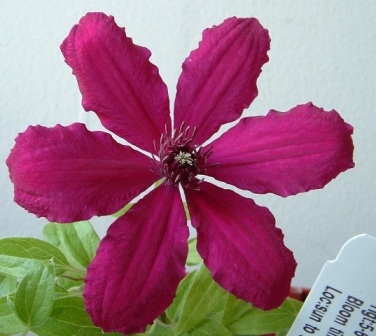 Ruutel clematis.jpg