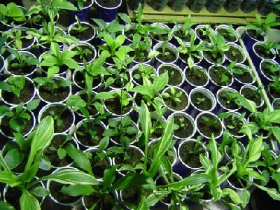 Seedlings.jpg