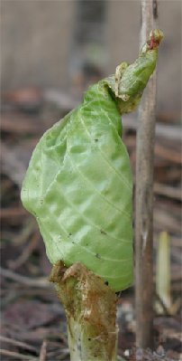 04 23 07 Gacamole leaf.jpg