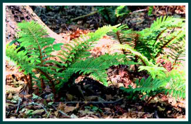 Cinnamo Fern- SCBG -.jpg