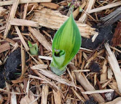 First June to leaf out for me this year.