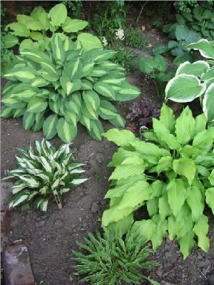 here's what it looked like in June after some of the hostas around it were removed/repositioned