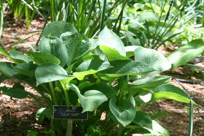 Hosta - Lilac Giant SCBG.jpg