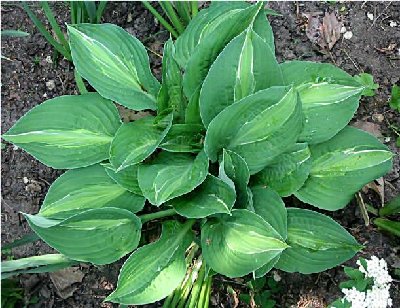 and here it is just a couple of weeks after the 1st pics - one center leaf &amp;amp; the ones @ 10 o'clock, 2, &amp;amp; 3 show the 'extra' white the best