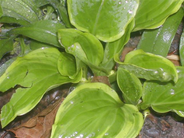 I have no idea what this hosta is, but I like it. Oh, yeah, note the broken leaf. I also have rampaging rabbits.