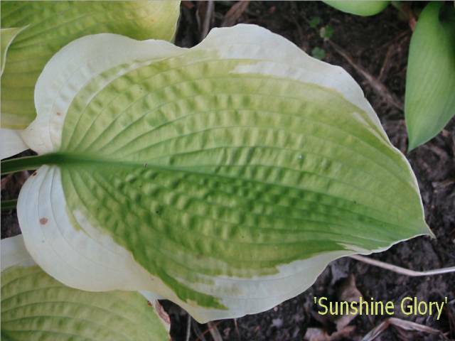 leaf detail from early August 2005