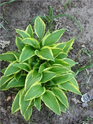 Yellow Splash Rim is another one that looks so good in the spring &amp;amp; it grows fast too.