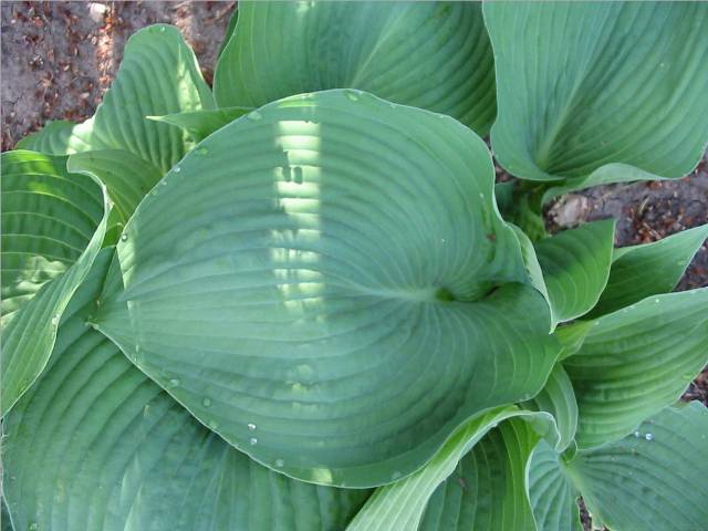 Blue Angel's leaves are already huge.