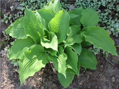 Green Piecrust's ripples are getting more defined every day.