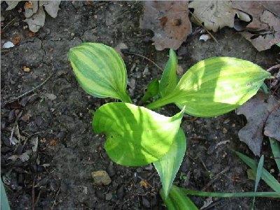 This is one of HostaRod's seedlings that I got in 2004 - I was pleasantly surprised to see it so streaked this spring since it wasn't very streaky last year.