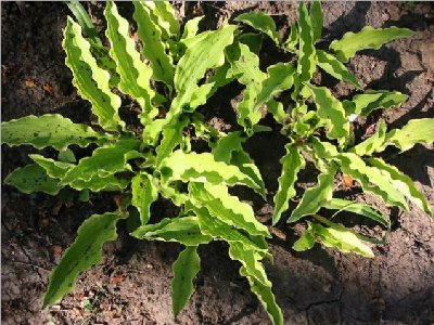 One of my favorite hostas - especially in the spring - Crested Surf!!