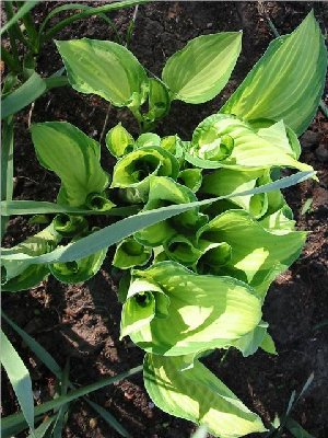 Collector's Banner looks like an ordinary hosta in the spring - it takes a while before it starts showing off it's chameleon-like qualities.