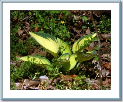 07 Hosta - June.jpg