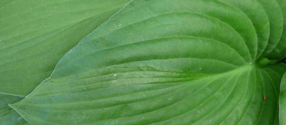 Another leaf with extra veins