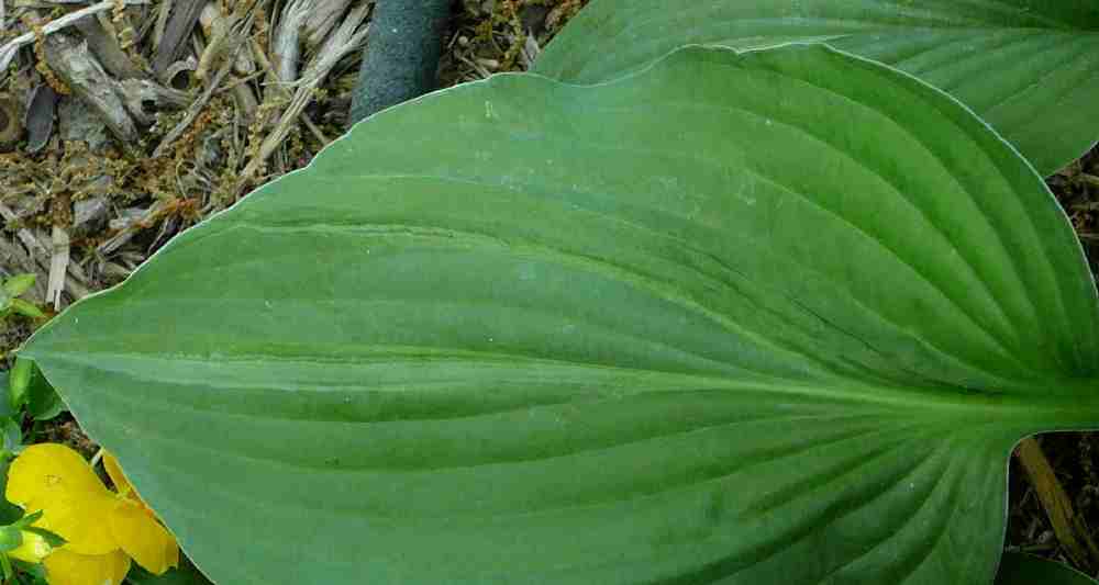 Top of the leaf