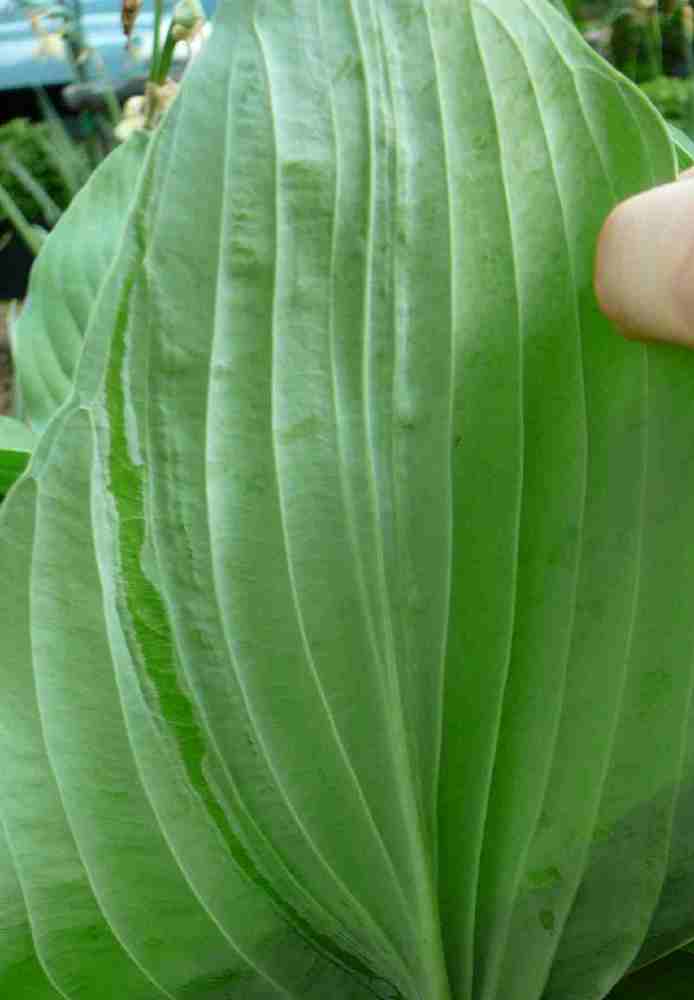 Bottom of the leaf