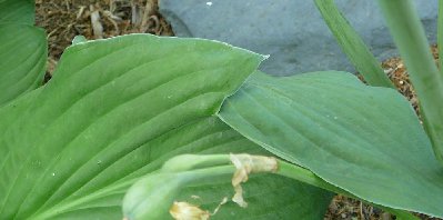 This one is one of two pair that started to seemingly grow together.  I can't tell if it was cut, or if they were damaged while shooting and grew this way, I separated them, though.  One other leaf has a double tip on it.