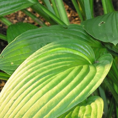 06 hosta leaf with streak.jpg