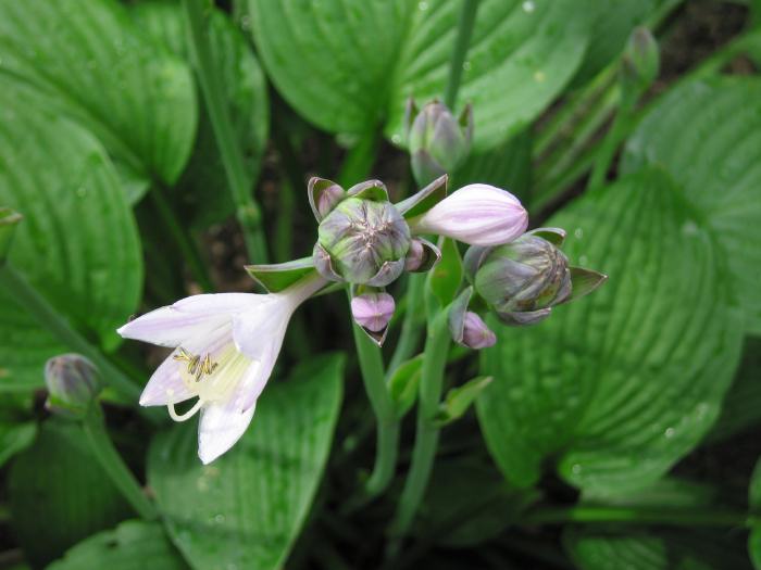 Here are the flowers...any help on identity?