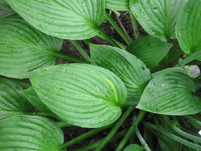 Here is the one streaky leaf on this hosta in June 06.