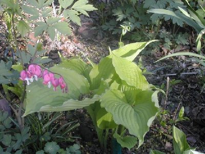 Hosta Choo Choo Train May 4 (Small).jpg