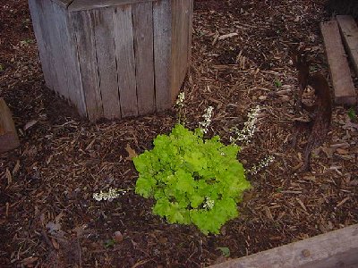 Lime Rickey. He sat there and did nothing all last summer, but in the fall he took off and stayed good all winter