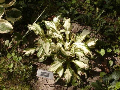 Undulata variegata 8-30-02c.jpg