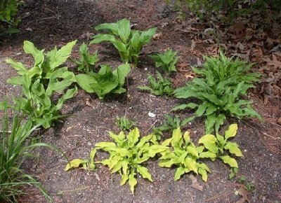 3yr old culled seedlings. I just popped them out and into this little bed.