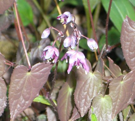 Epimedium Lilafee 041706.jpg