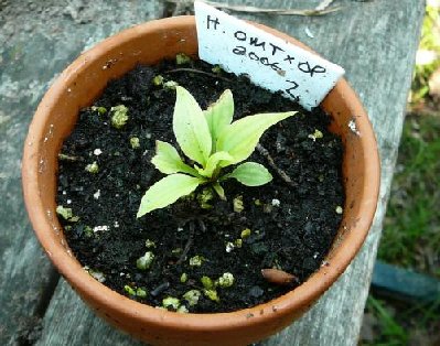 omt seedling 2may07 (3).jpg